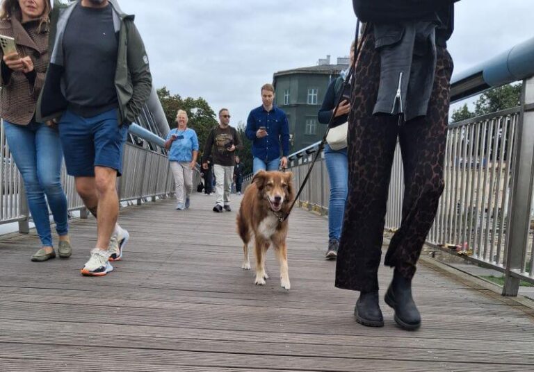 sightseeing krakow with a dog